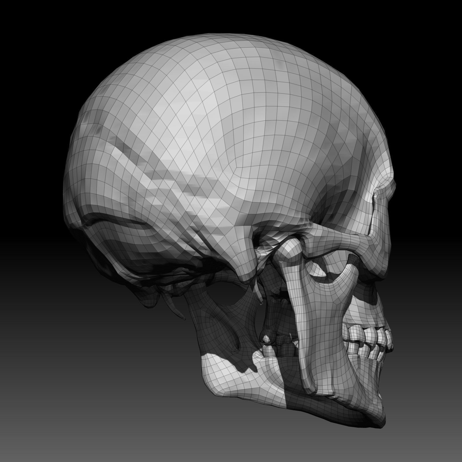 Free Skull Teeth and Jaw 3D Base Mesh Free 3D model_6