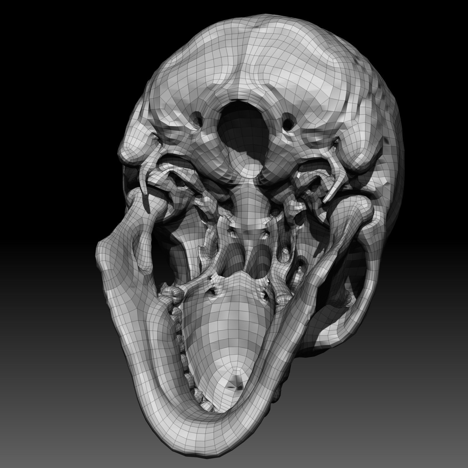 Free Skull Teeth and Jaw 3D Base Mesh Free 3D model_8