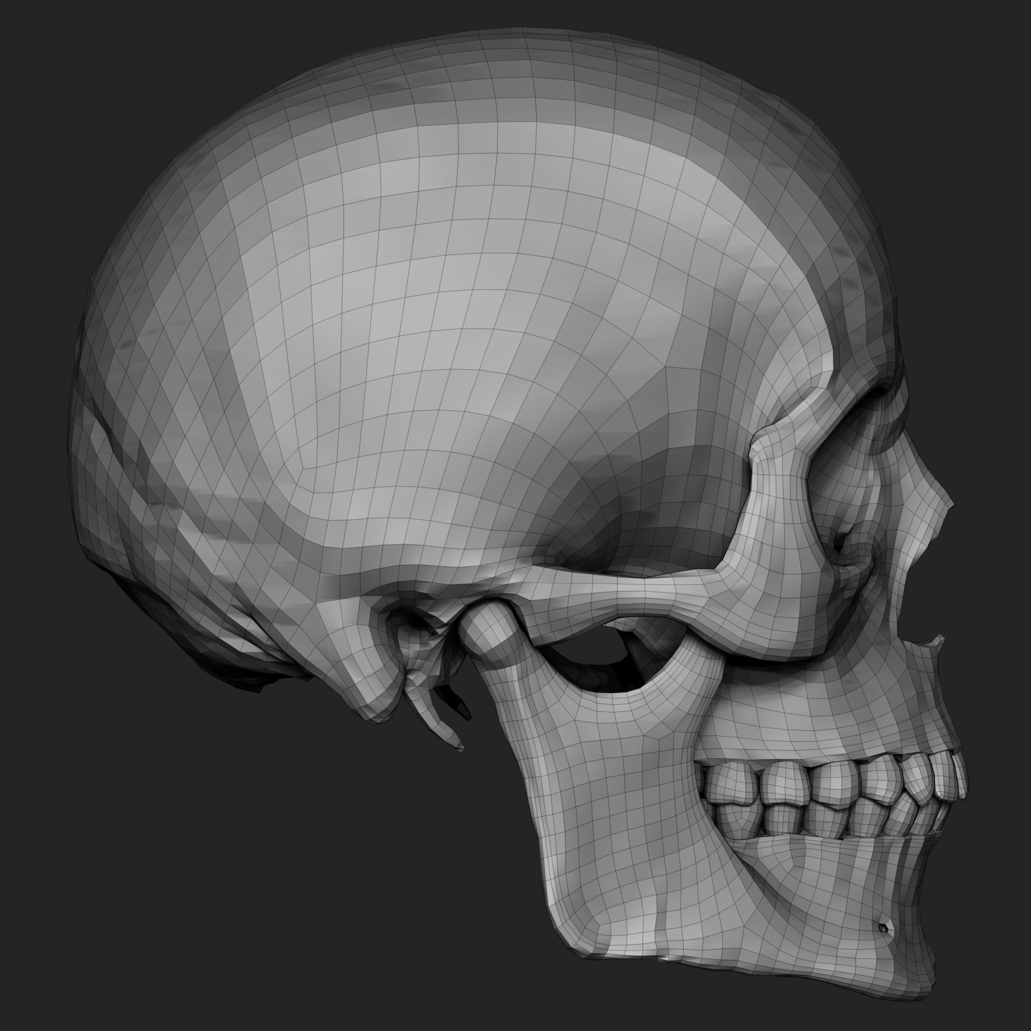 Free Skull Teeth and Jaw 3D Base Mesh Free 3D model_9