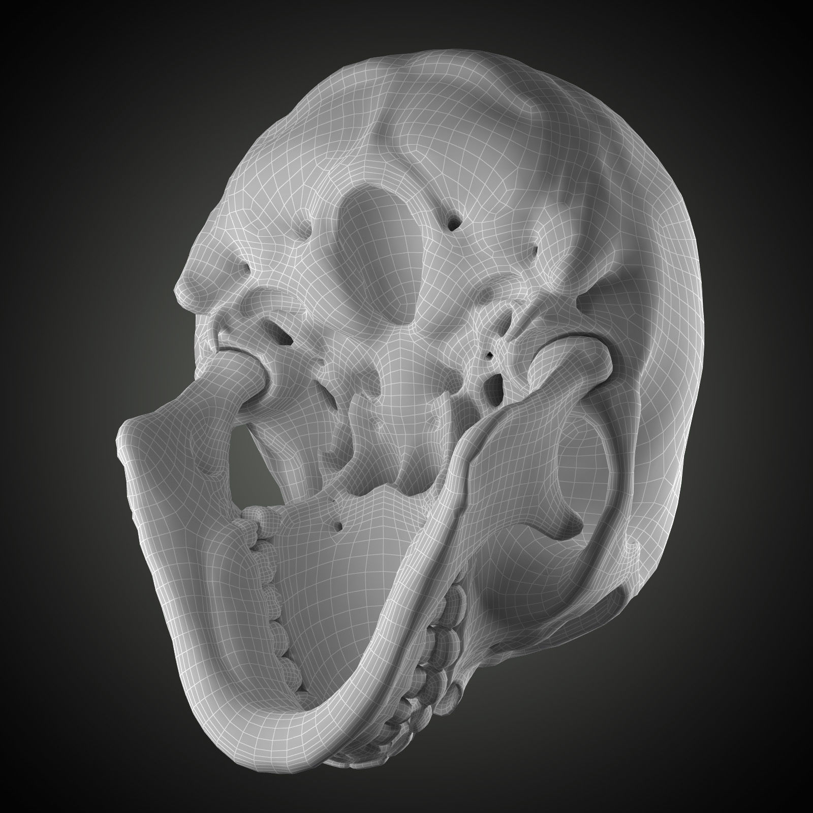 Free Skull Teeth and Jaw 3D Base Mesh Free 3D model_7