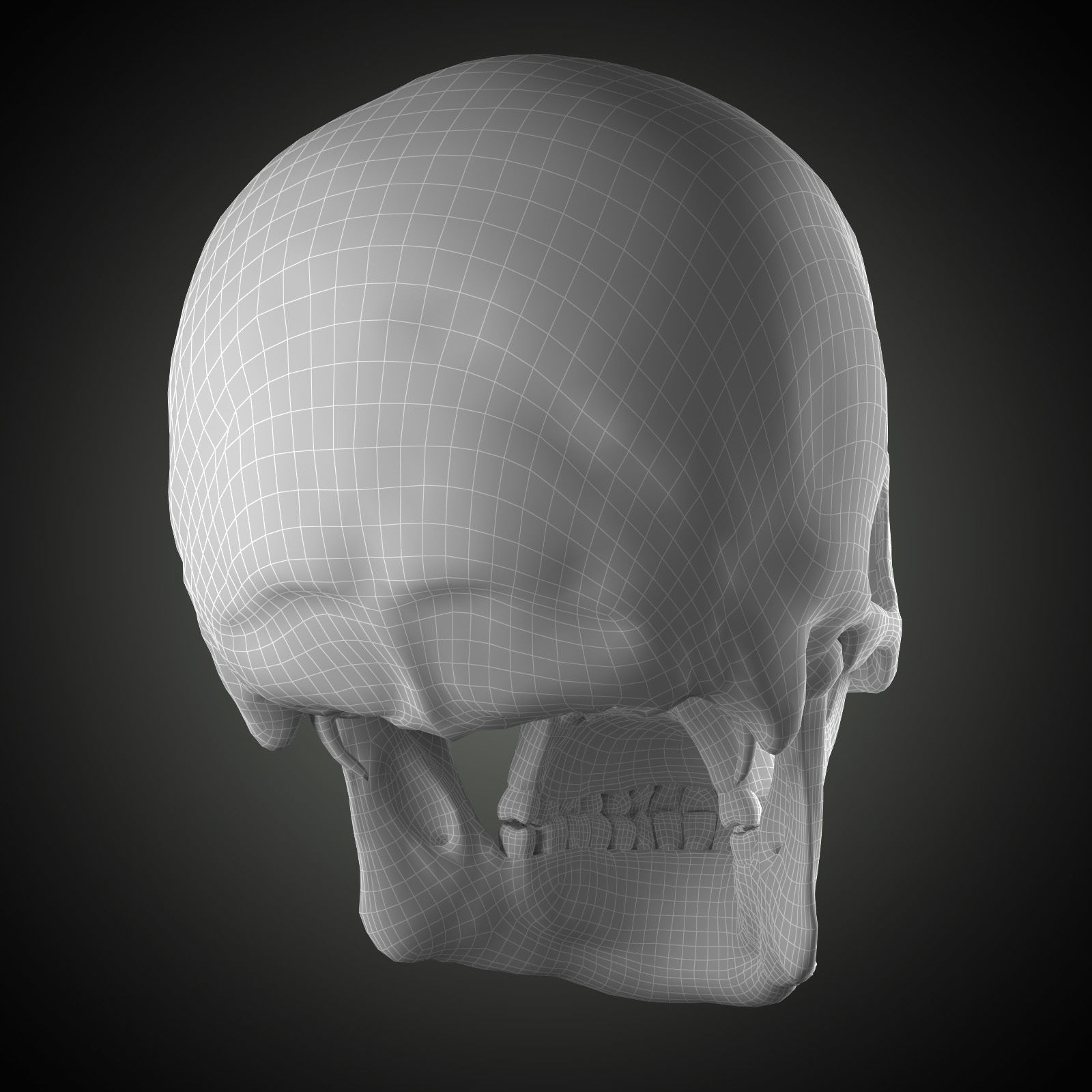 Free Skull Teeth and Jaw 3D Base Mesh Free 3D model_4