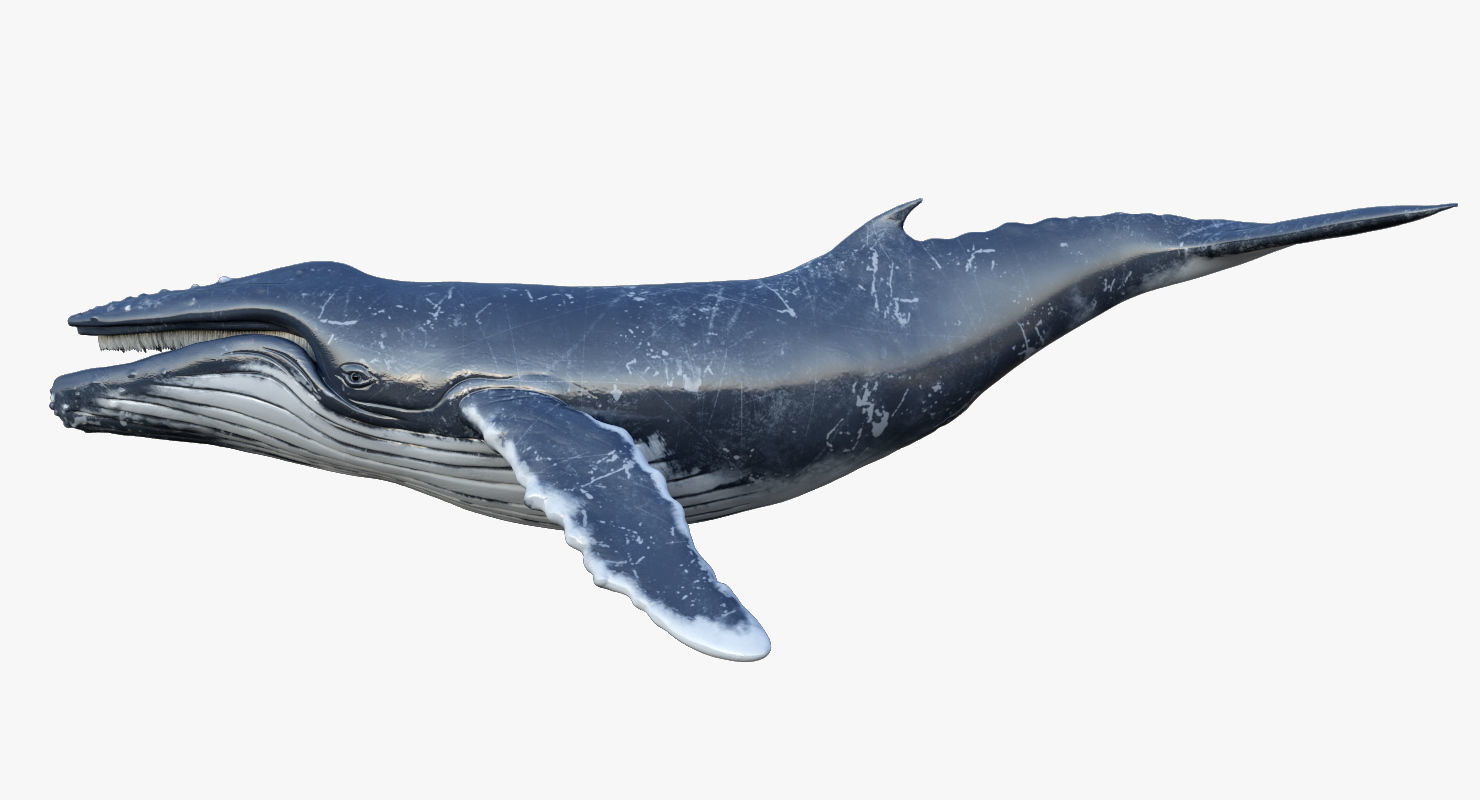 Humpback Whale Rigged Low-poly 3D model_6