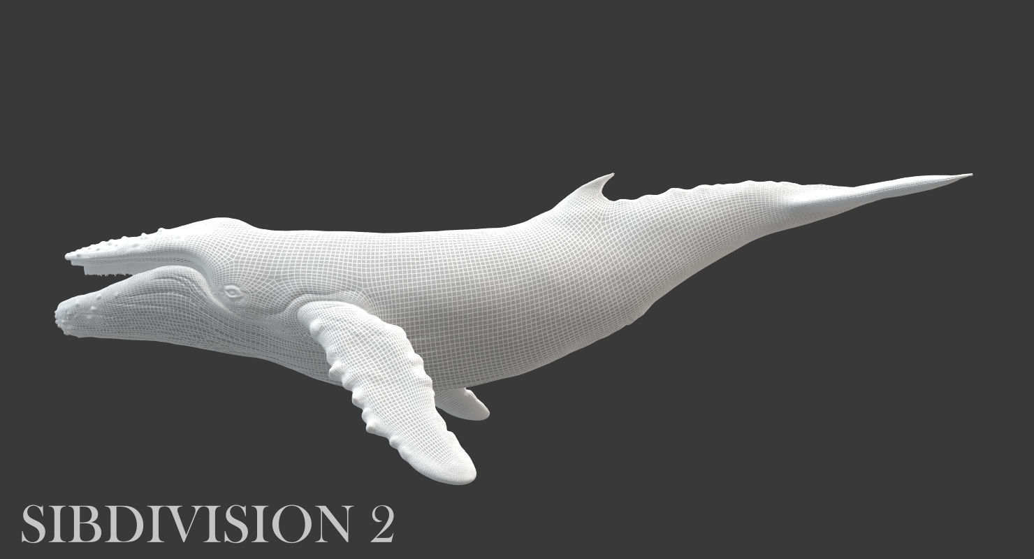 Humpback Whale Rigged Low-poly 3D model_15