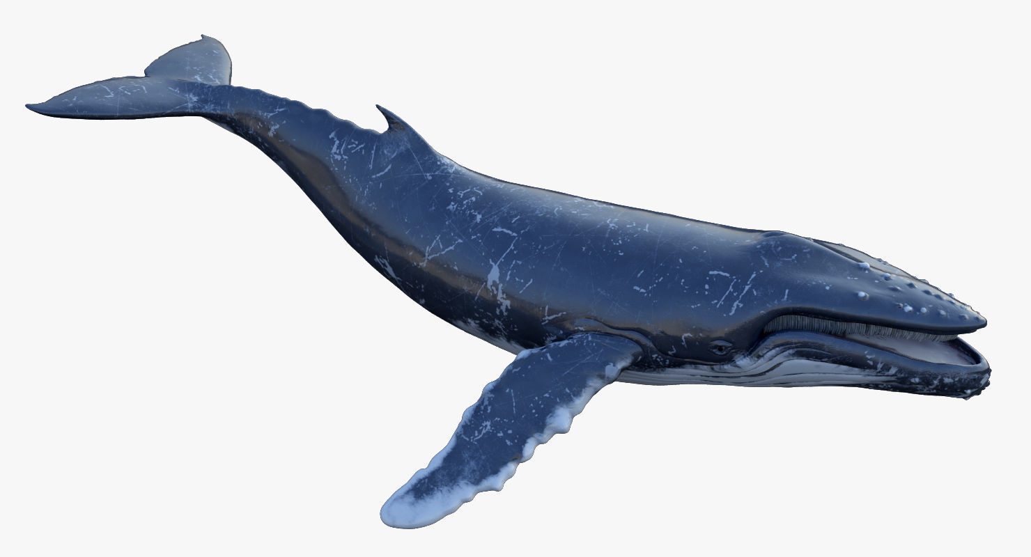 Humpback Whale Rigged Low-poly 3D model_5