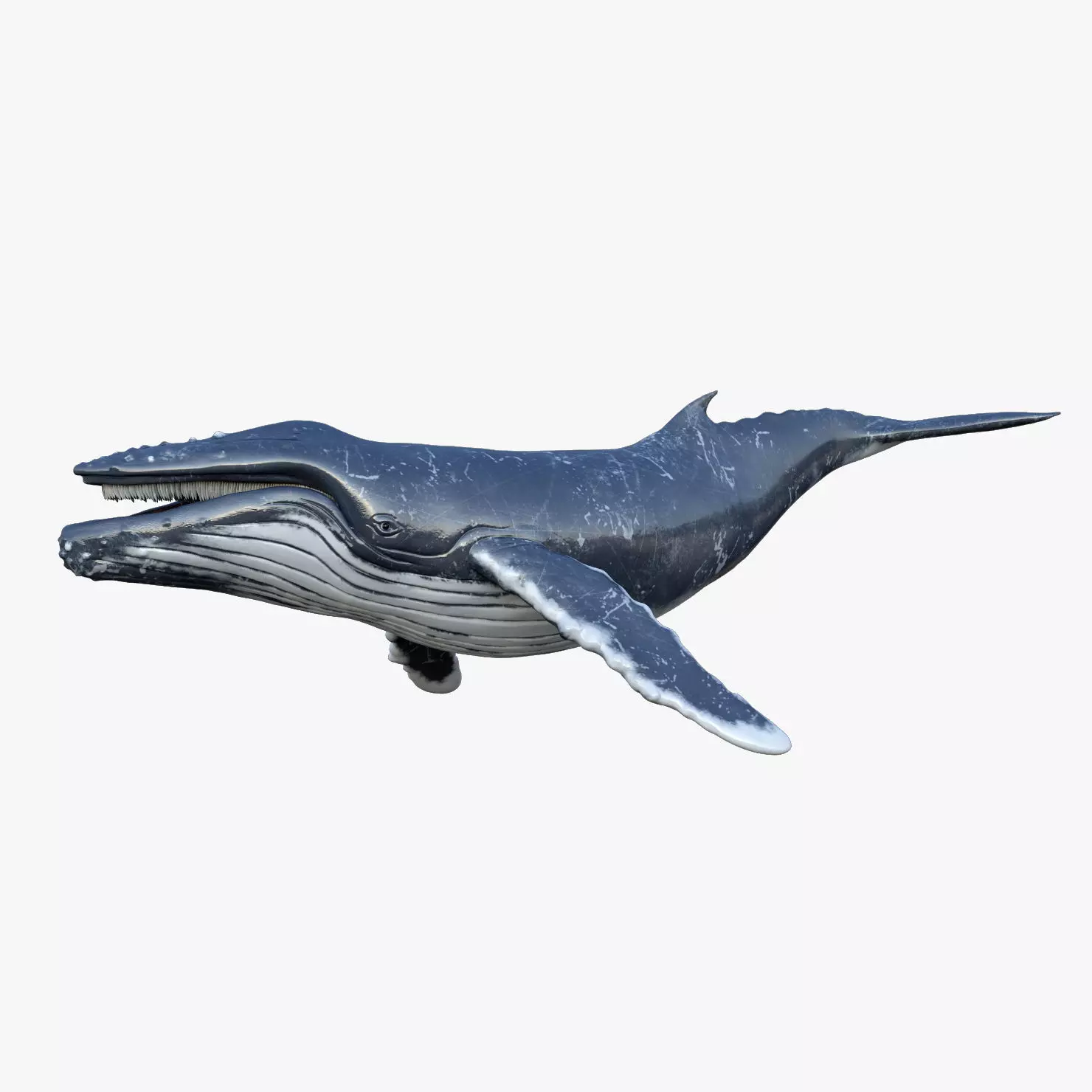 Humpback Whale Rigged Low-poly 3D model_0