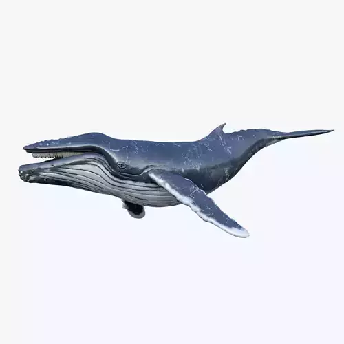 Humpback Whale Rigged Low-poly 3D model