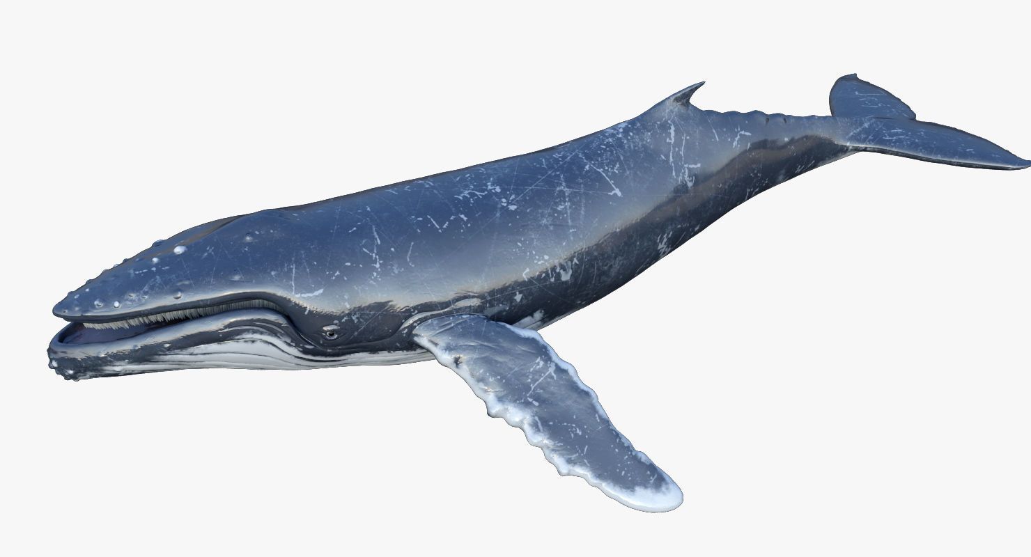 Humpback Whale Rigged Low-poly 3D model_2
