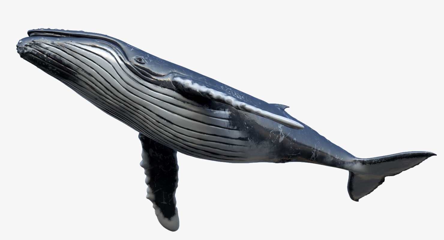 Humpback Whale Rigged Low-poly 3D model_3
