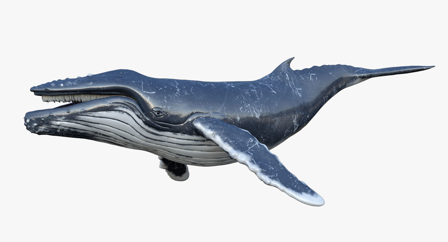 Humpback Whale Rigged Low-poly 3D model_4