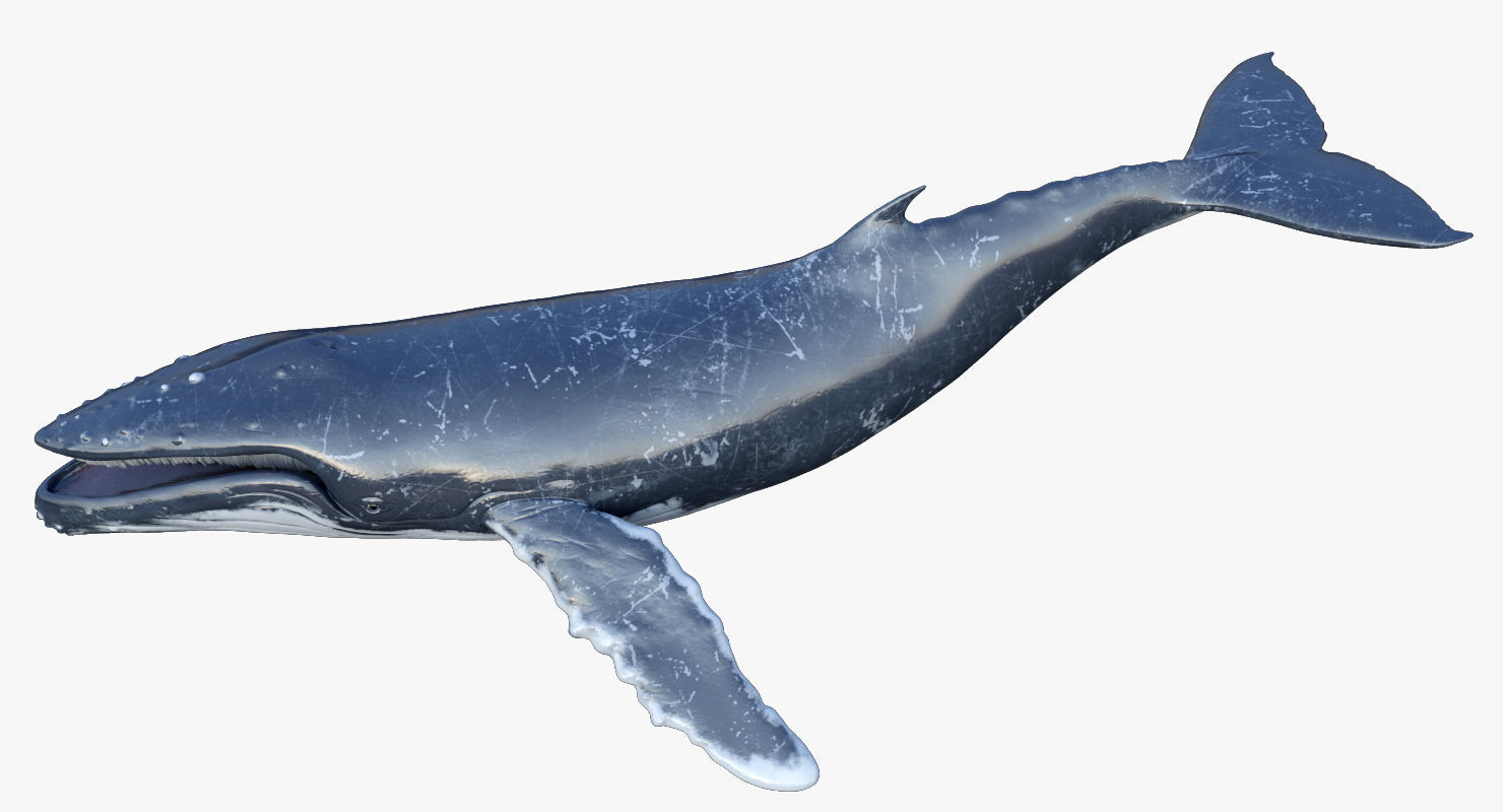 Humpback Whale Rigged Low-poly 3D model_8