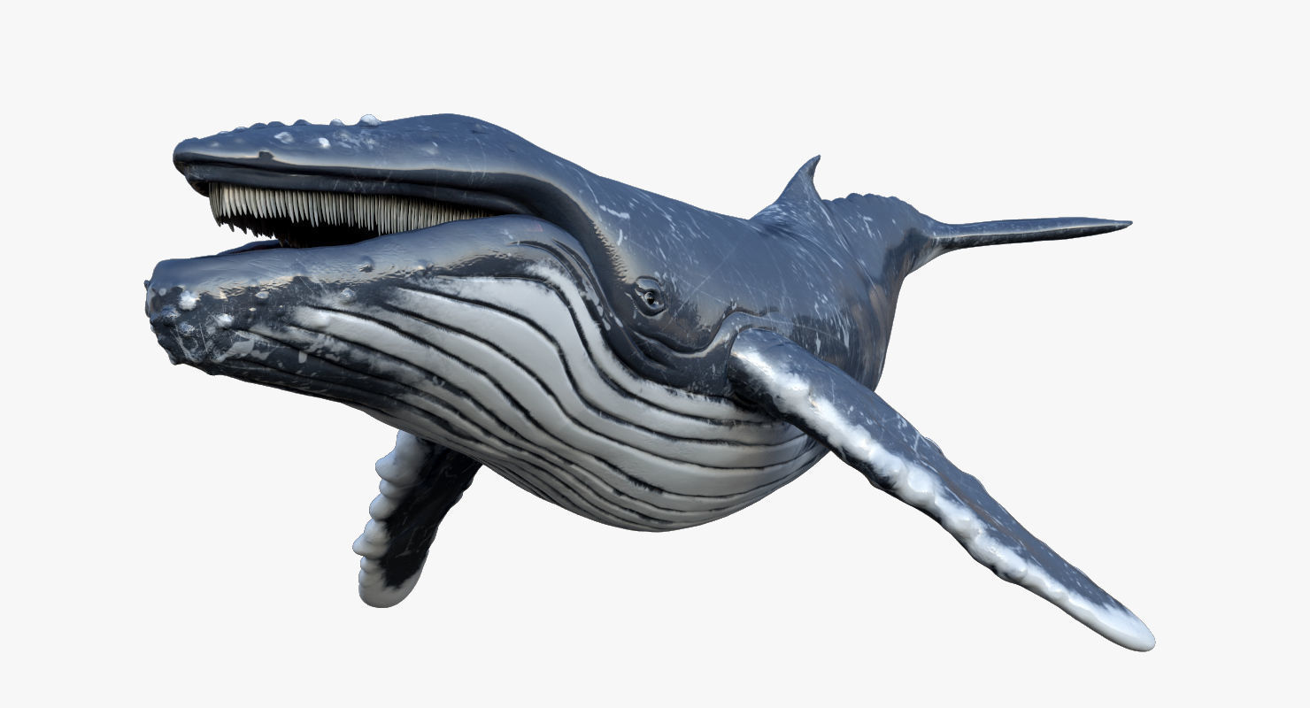 Humpback Whale Rigged Low-poly 3D model_7