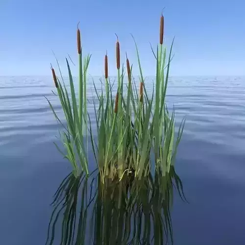 reeds floating in water 3D model