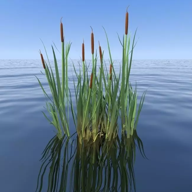reeds floating in water 3D model