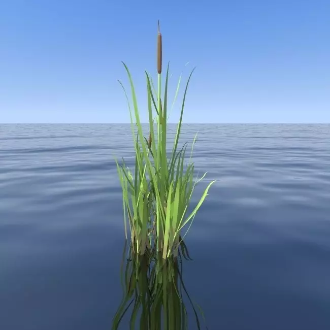 reeds cattail plant 3D model