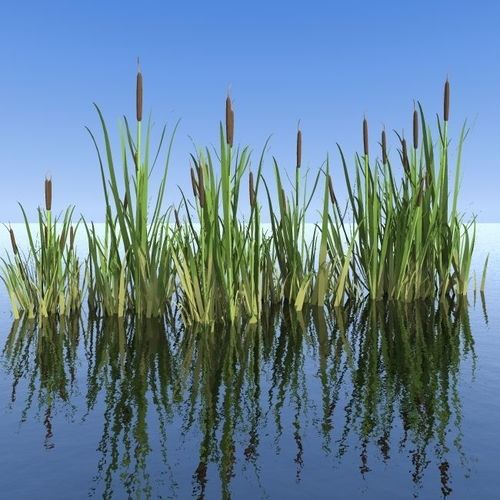 reeds grass in snow 3D model