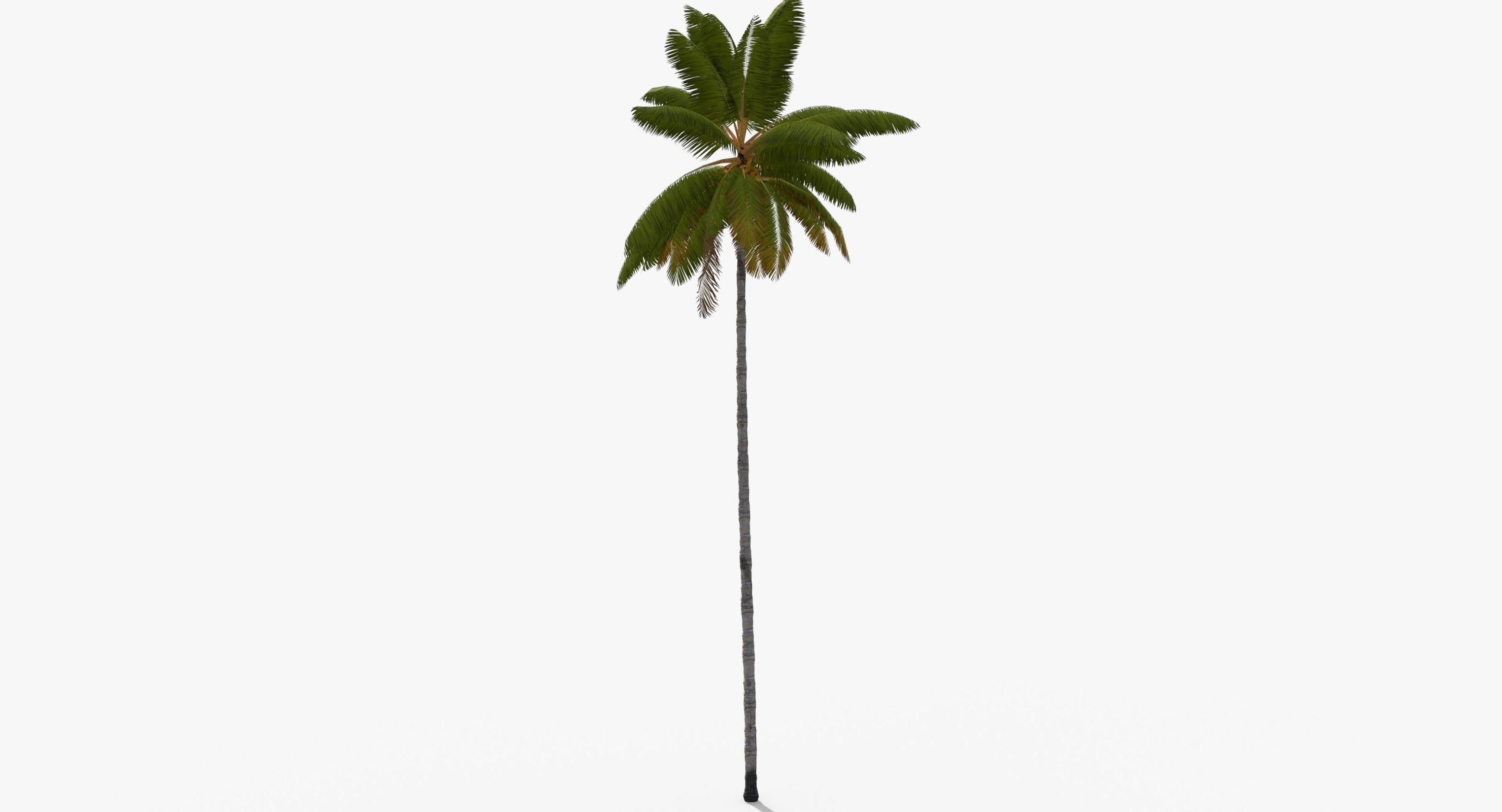 Coconut Palm Tree 8768 Low-poly 3D model_4