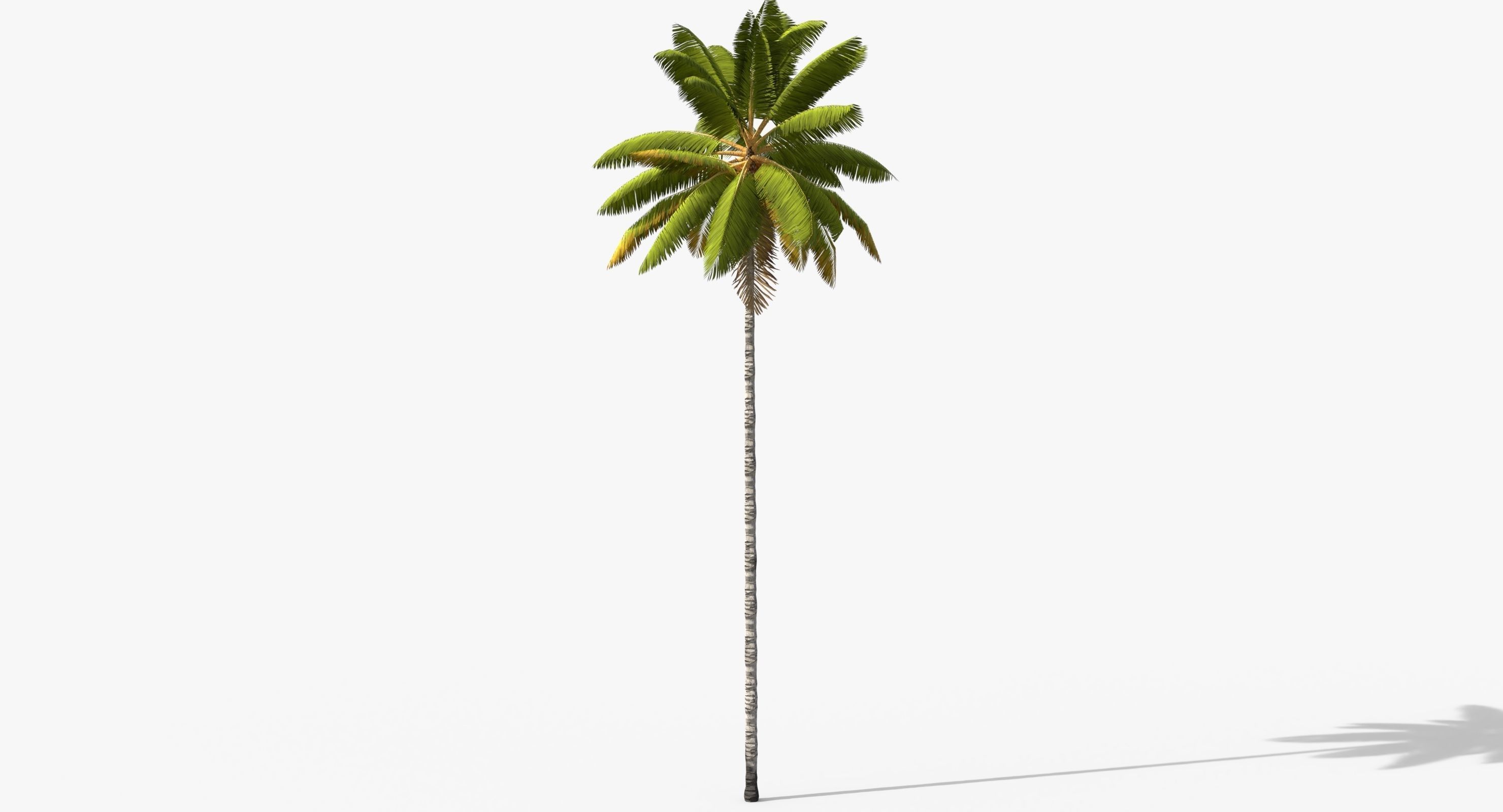 Coconut Palm Tree 8768 Low-poly 3D model_2