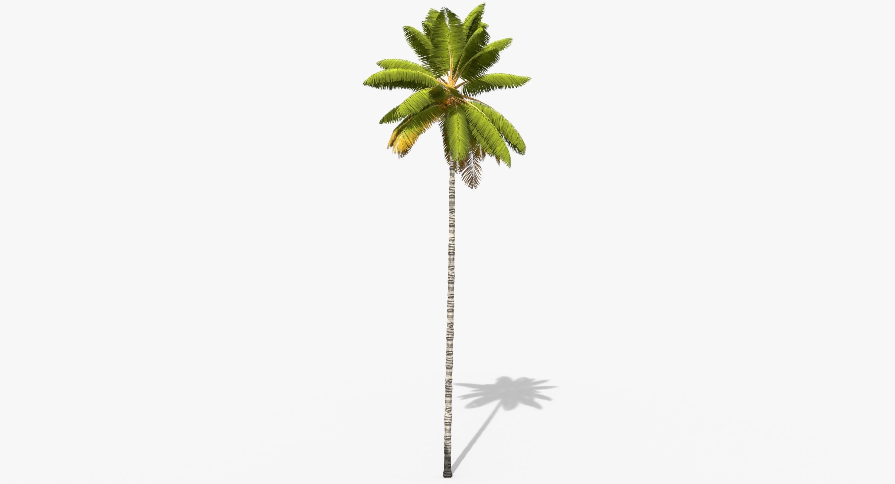 Coconut Palm Tree 8768 Low-poly 3D model_1