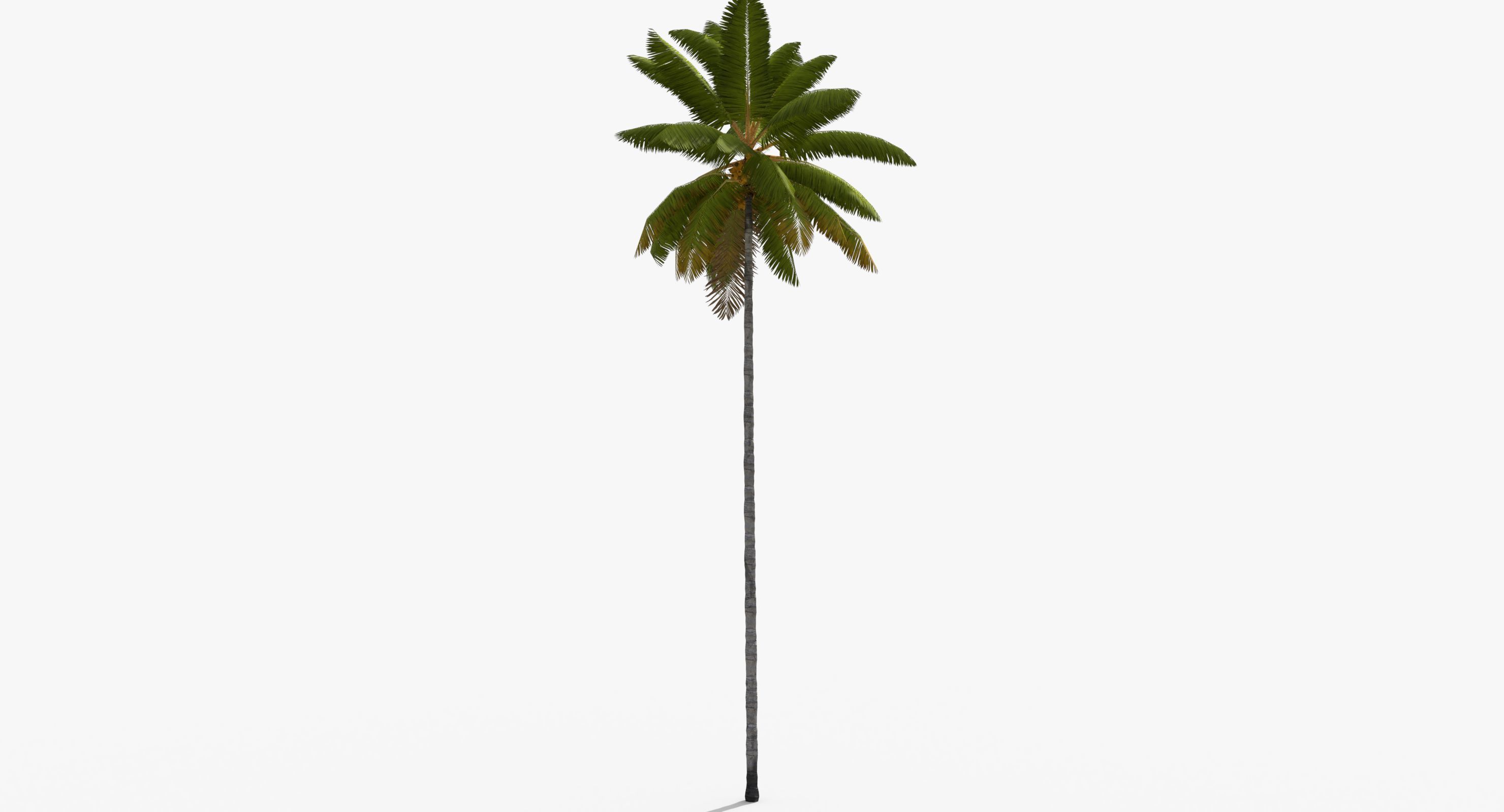 Coconut Palm Tree 8768 Low-poly 3D model_5