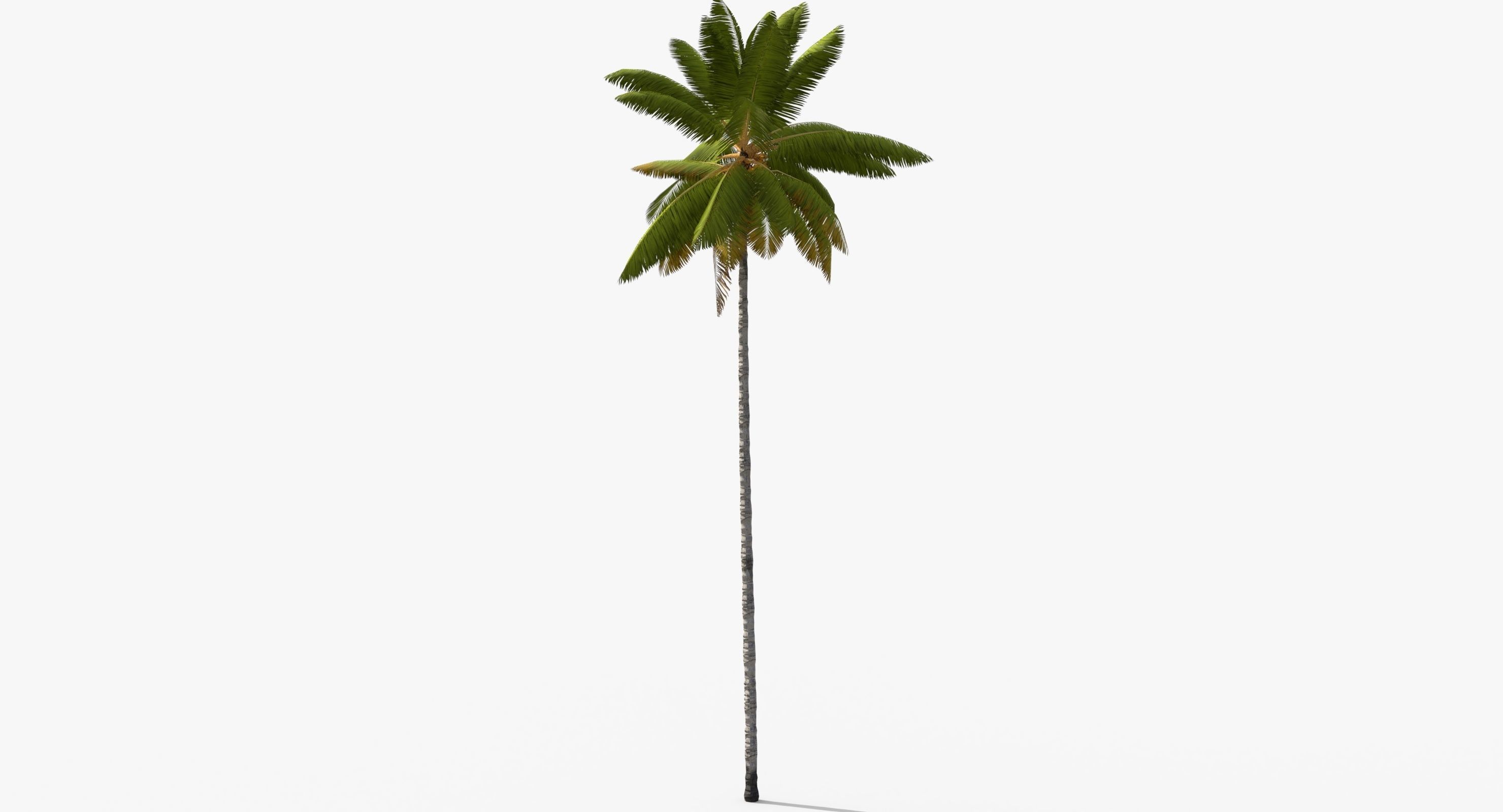 Coconut Palm Tree 8768 Low-poly 3D model_3