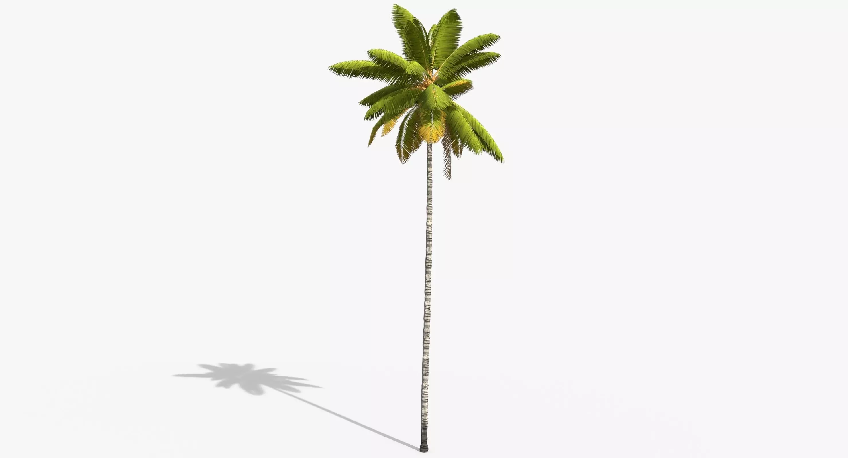 Coconut Palm Tree 8768 Low-poly 3D model_0