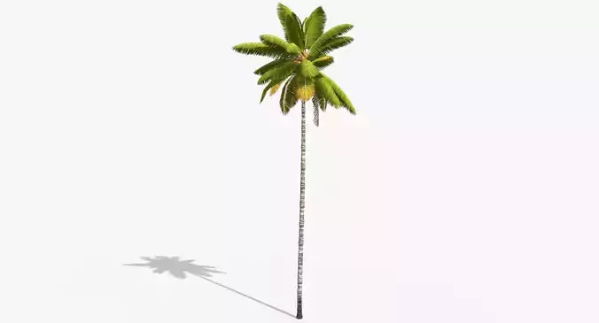 Coconut Palm Tree 8768 Low-poly 3D model