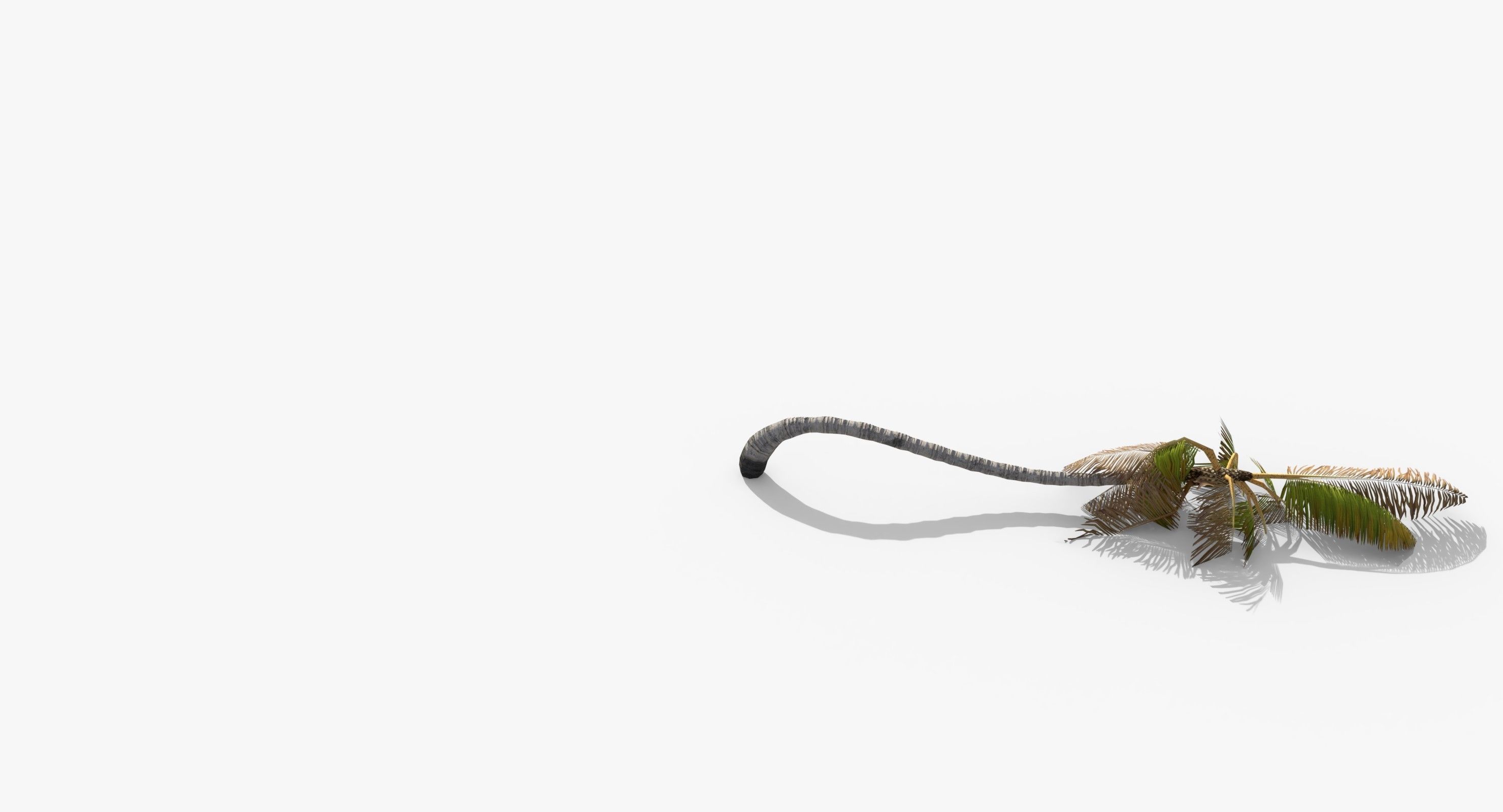 Coconut Palm Tree 1192 Low-poly 3D model_4