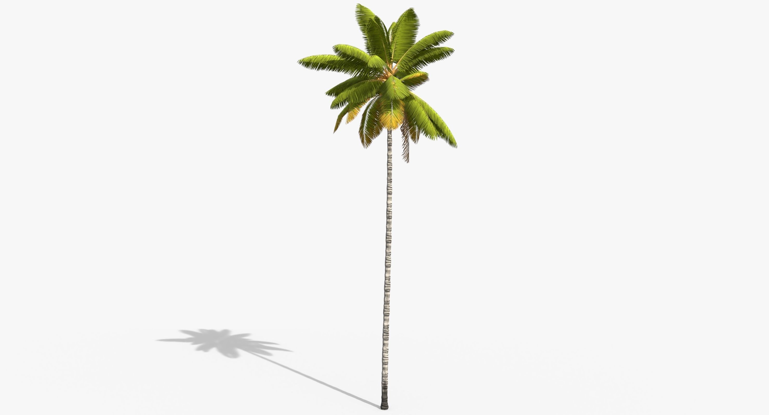 Coconut Palm Trees Asset 1 Low-poly 3D model_7