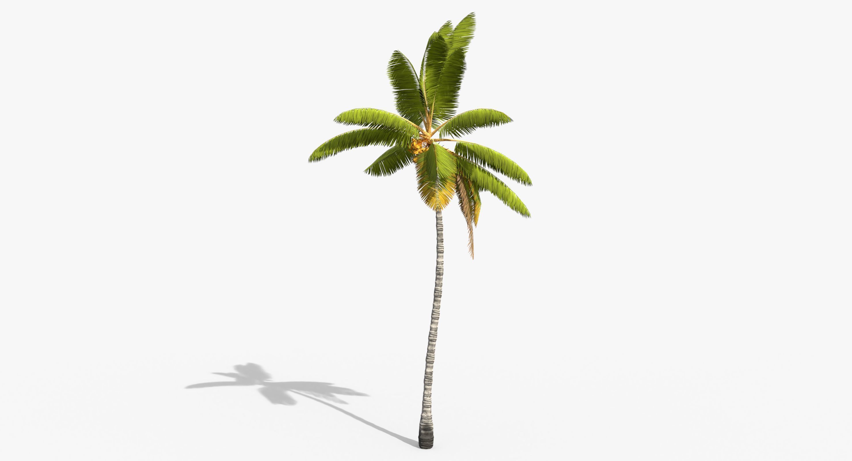 Coconut Palm Trees Asset 1 Low-poly 3D model_23