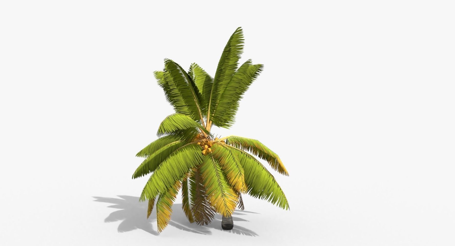 Coconut Palm Trees Asset 1 Low-poly 3D model_27