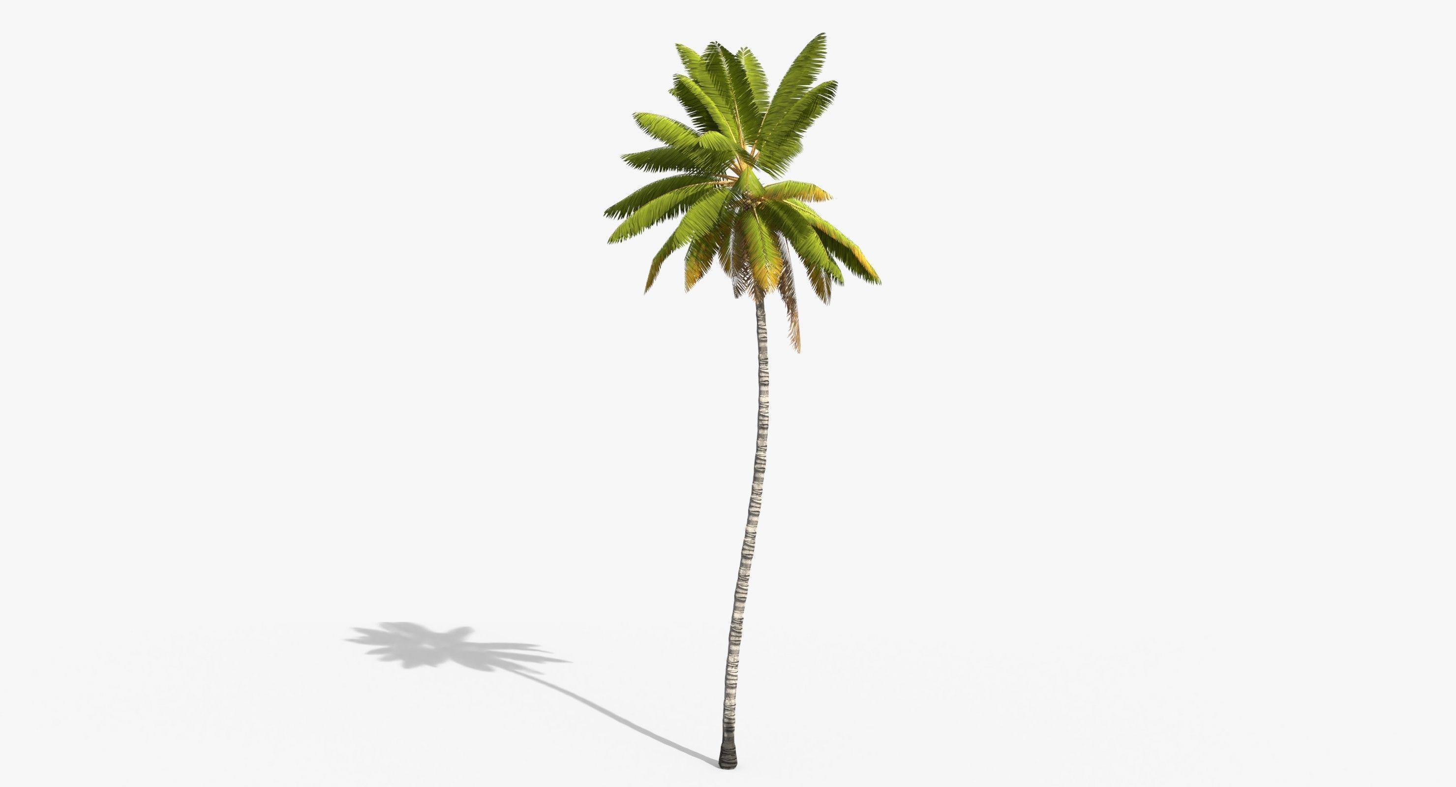 Coconut Palm Trees Asset 1 Low-poly 3D model_25