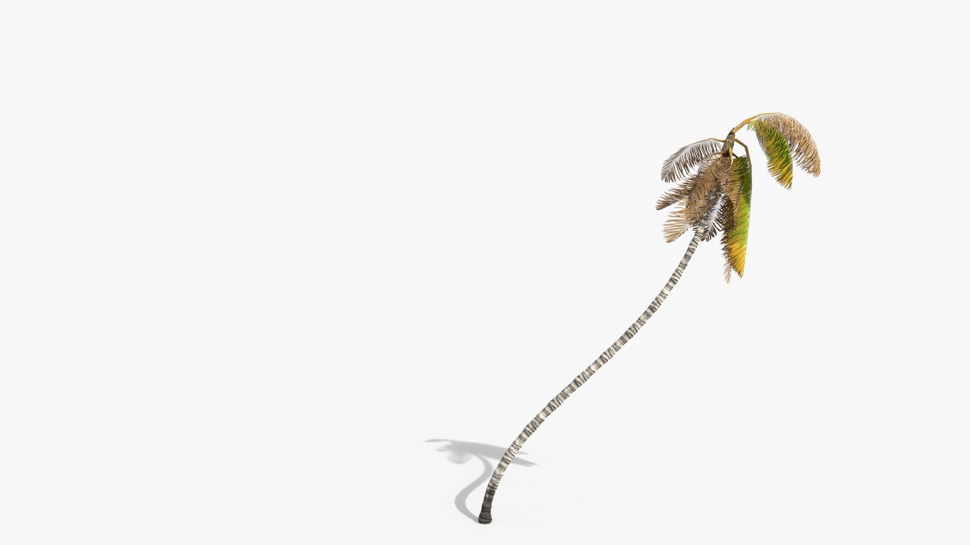 Coconut Palm Trees Asset 1 Low-poly 3D model_13