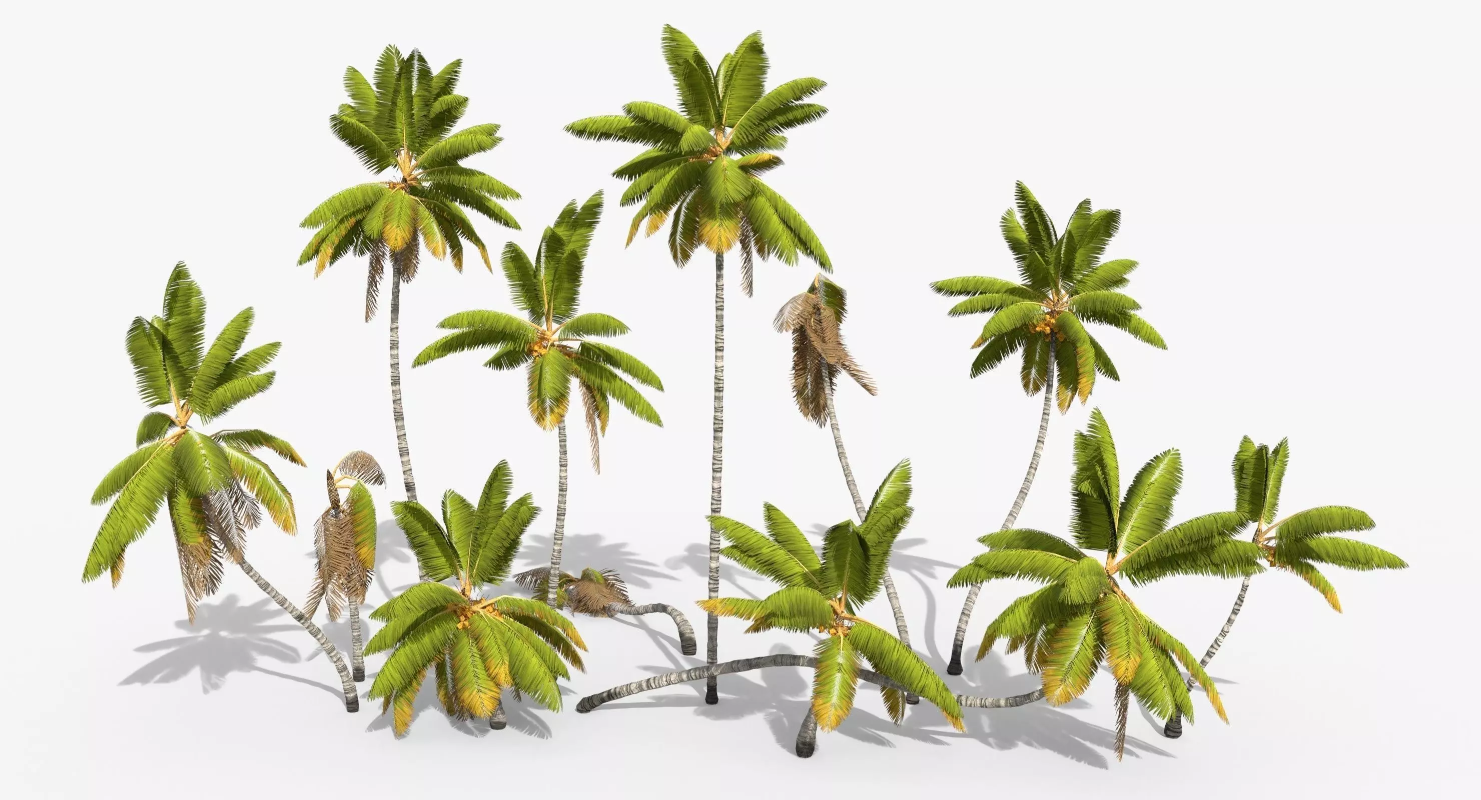 Coconut Palm Trees Asset 1 Low-poly 3D model_0