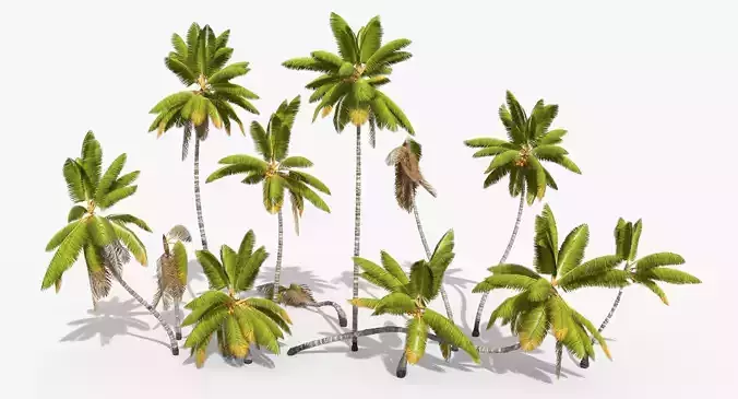 Coconut Palm Trees Asset 1 Low-poly 3D model