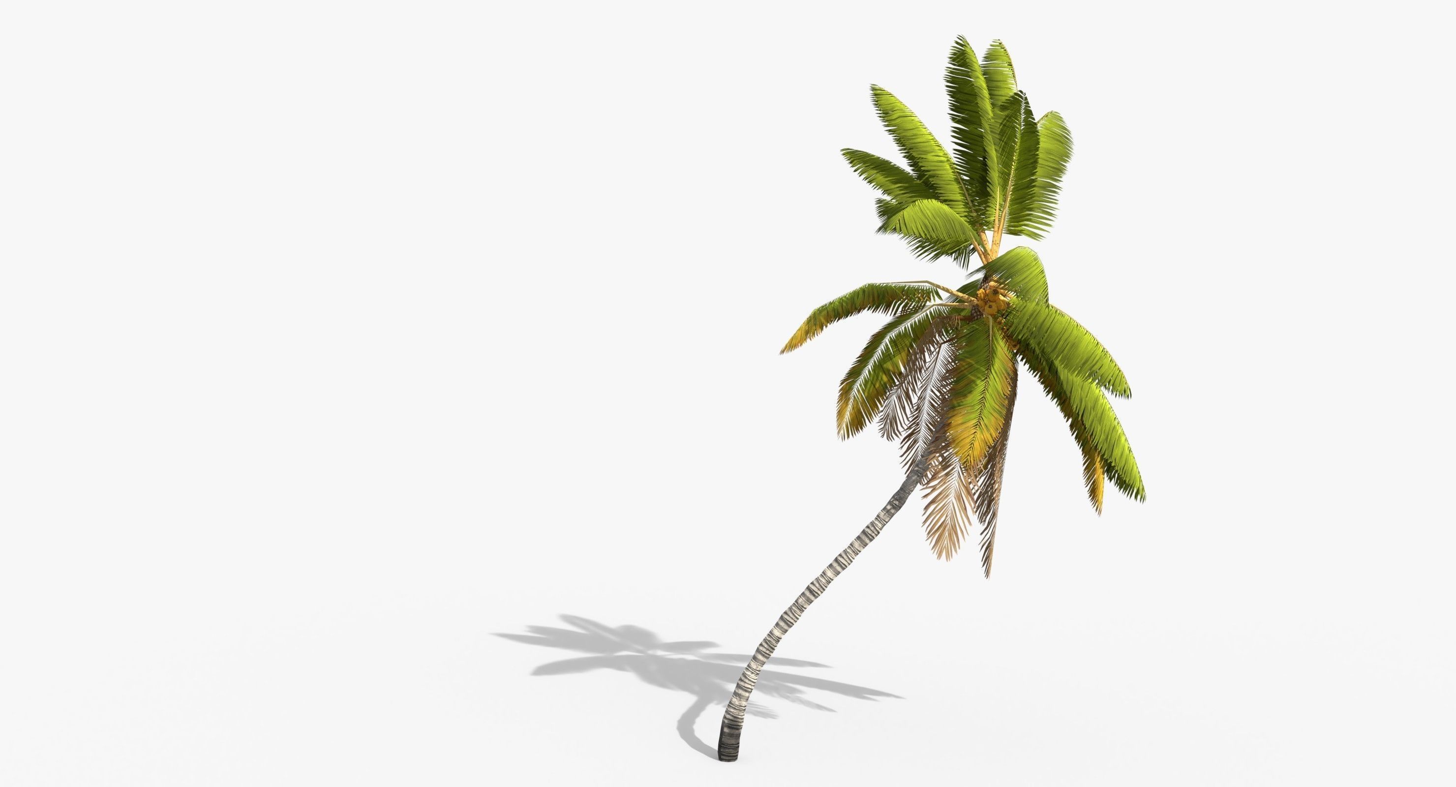 Coconut Palm Trees Asset 1 Low-poly 3D model_2