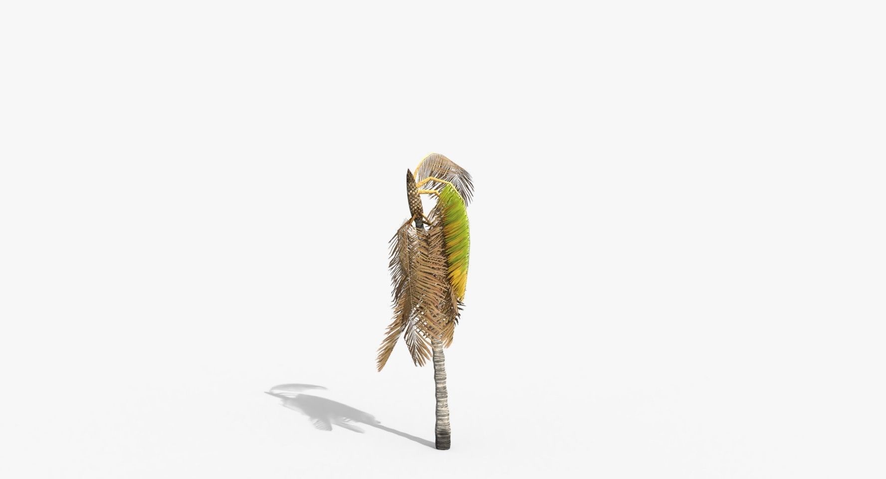 Coconut Palm Trees Asset 1 Low-poly 3D model_21