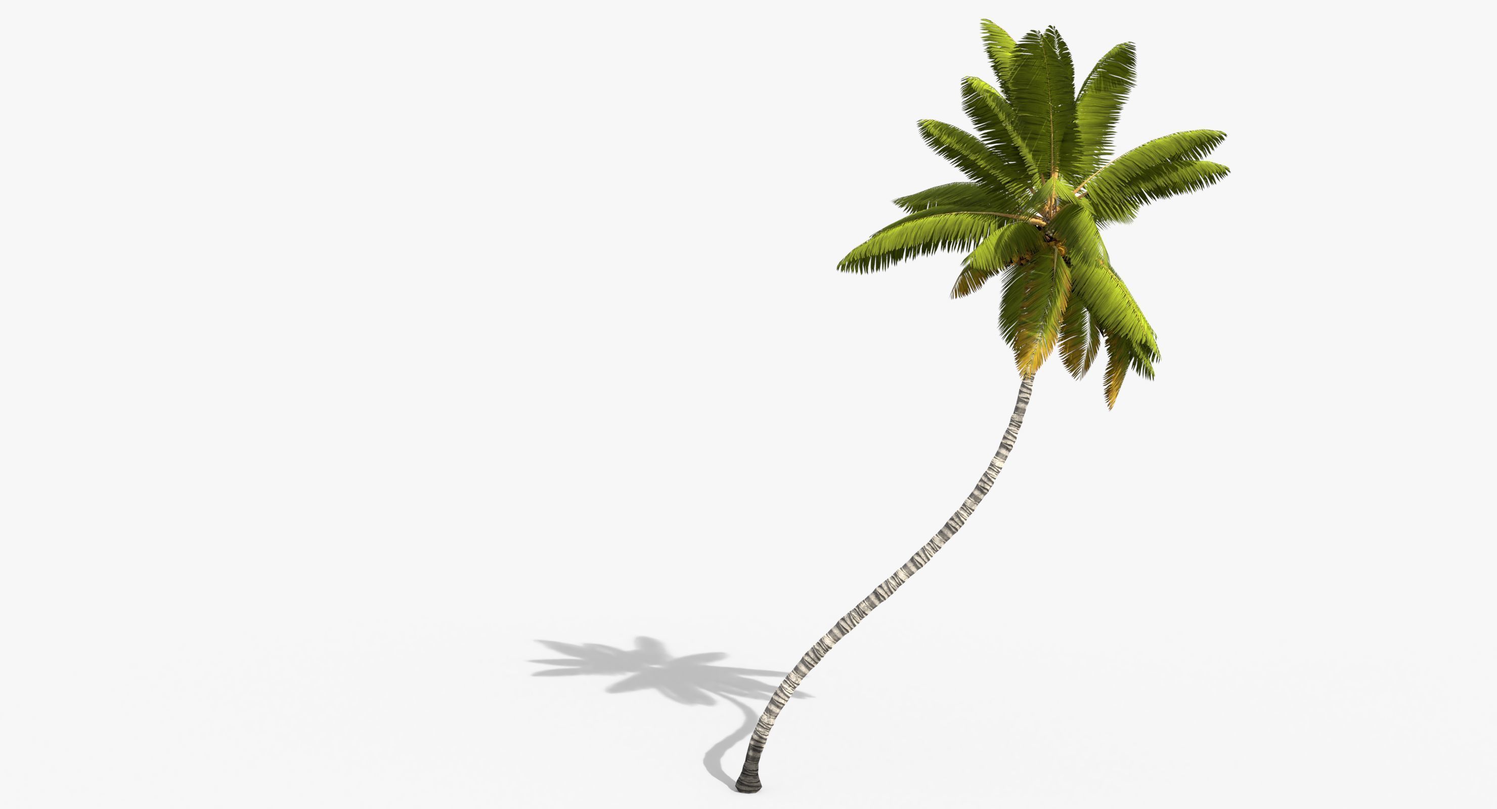 Coconut Palm Trees Asset 1 Low-poly 3D model_9