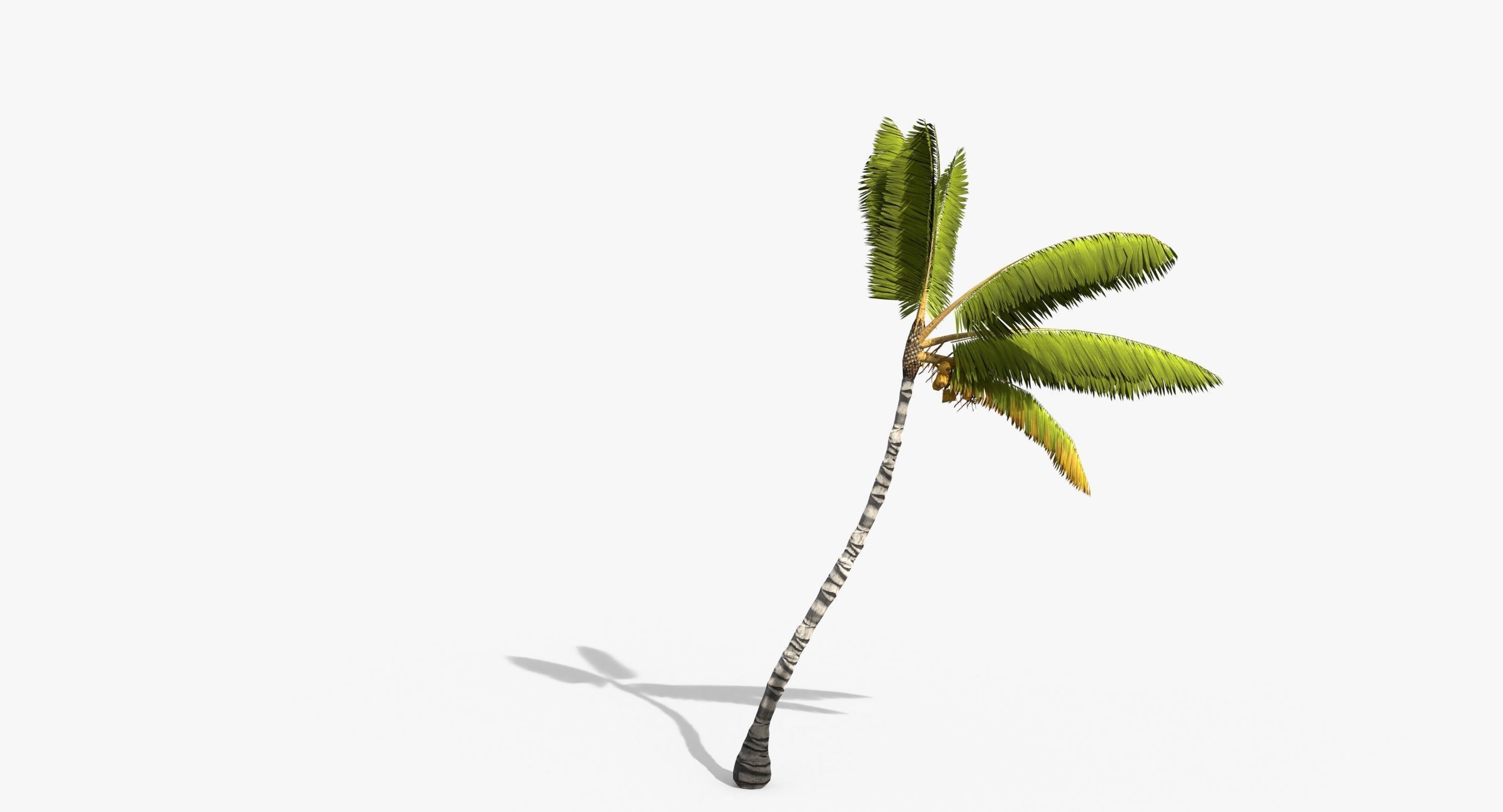 Coconut Palm Trees Asset 1 Low-poly 3D model_17