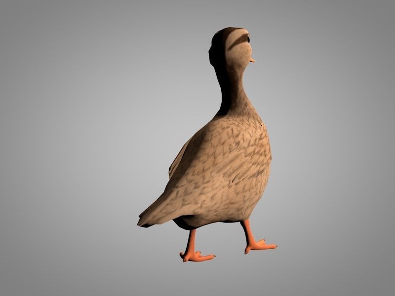 Duck or Drake Low-poly 3D model_4