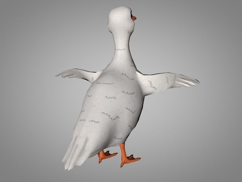 Duck or Drake Low-poly 3D model_2