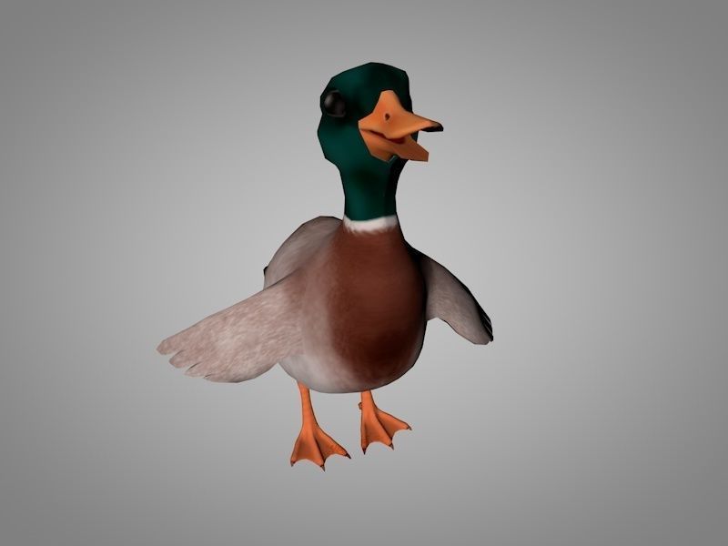 Duck or Drake Low-poly 3D model_5