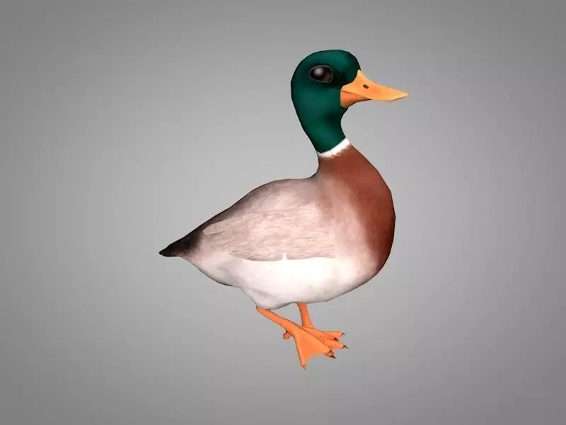 Duck or Drake Low-poly 3D model_0