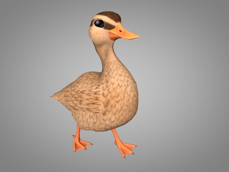 Duck or Drake Low-poly 3D model_3