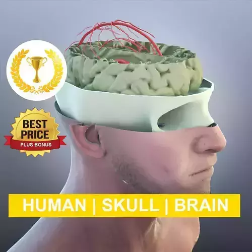 Anatomy 3D model PLUS BONUS