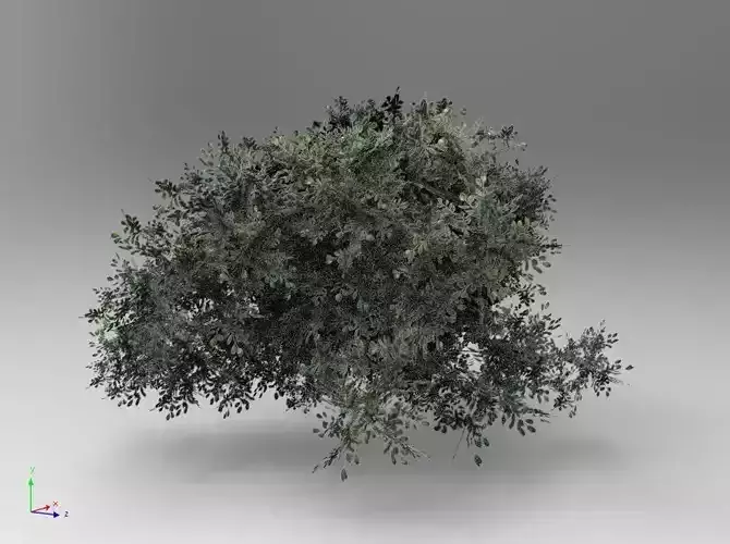 bush 3d V-01