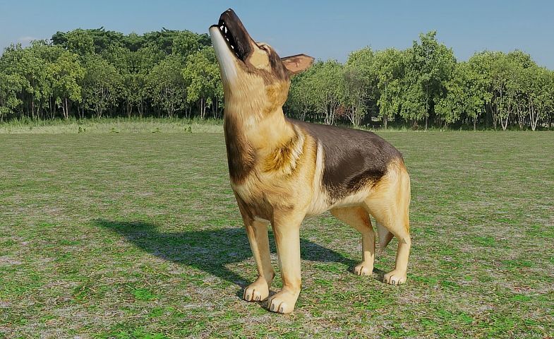 German Shepherd Low-poly 3D model_4