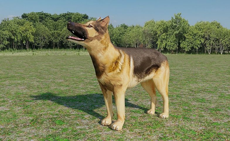 German Shepherd Low-poly 3D model_8