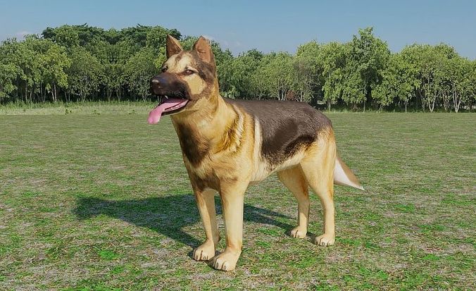 German Shepherd Low-poly 3D model