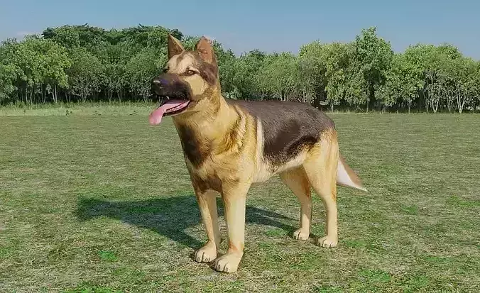 German Shepherd Low-poly 3D model