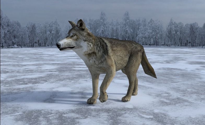 Gray Wolf Low-poly 3D model_2